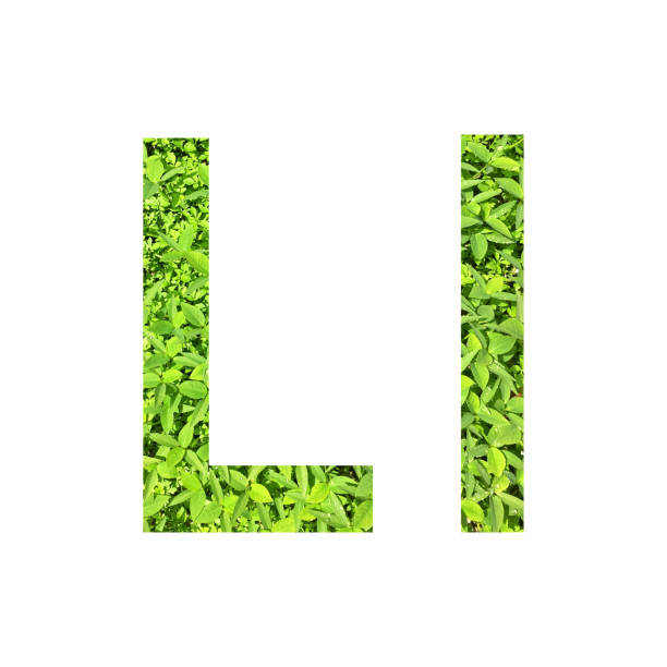 istock English alphabet “L.l” made from green grass on white background for isolated 824883152