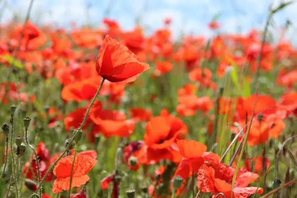 Corn poppy