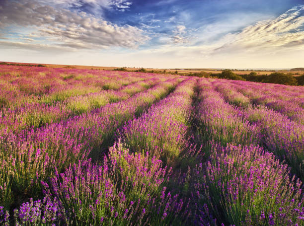 istock Meadow of lavender. Nature composition. 824885932