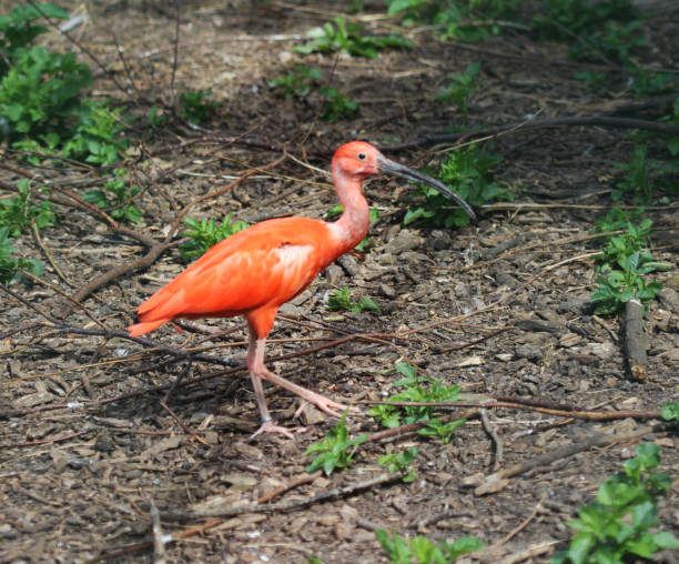 istock The scarlet ibis (Eudocimus ruber) 824886122