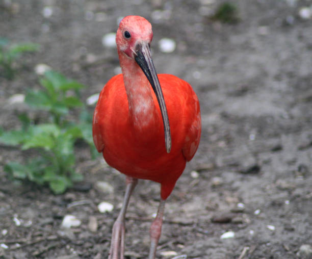 istock The scarlet ibis (Eudocimus ruber) 824886168