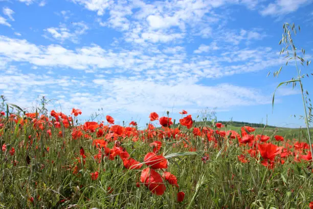 Corn poppy