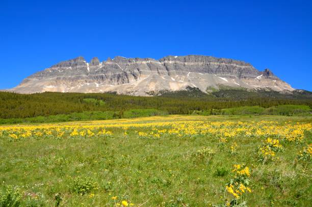 istock Sunflower Field in Glacier National Park 824886482