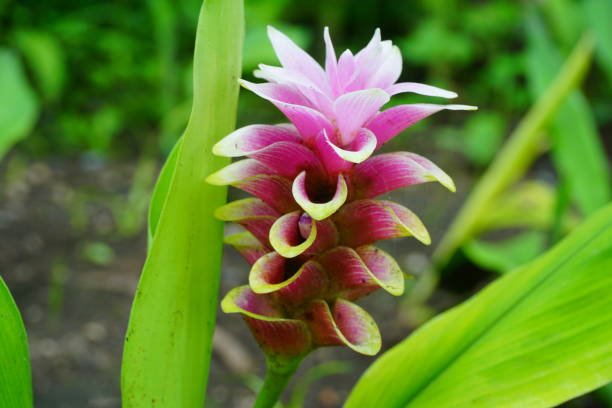 istock Curcuma alismatifolia or siam tulip 824886490