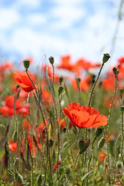 Corn poppy