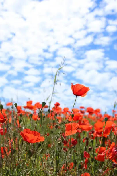 Corn poppy