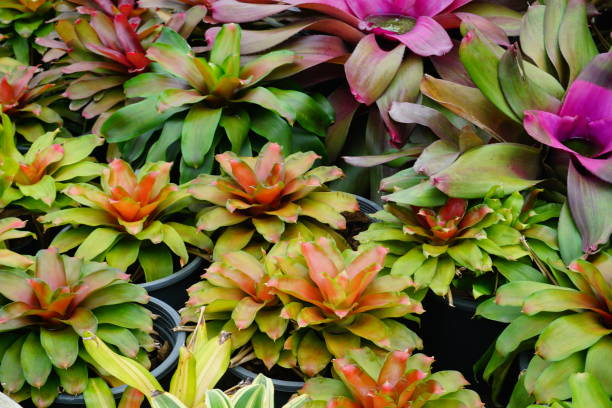 istock Green bromeliad plant in nature garden 824888128