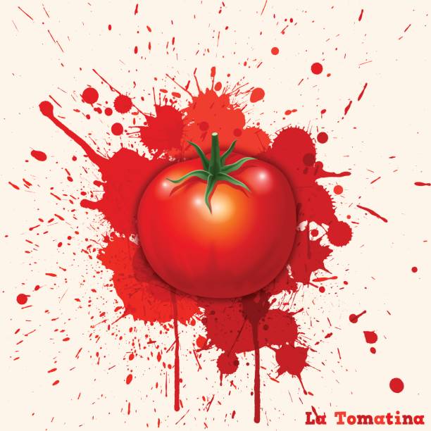 La Tomatina background [Bursting a tomato] realistic version vector art illustration