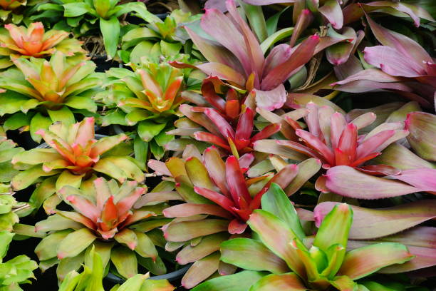 istock Green bromeliad plant in nature garden 824890538