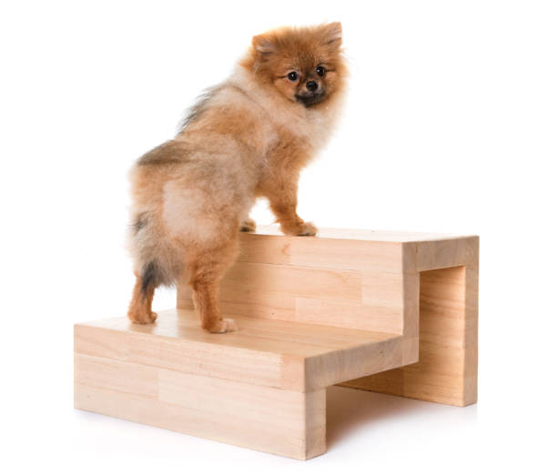 young pomeranian dog and stairs young pomeranian dog and stairs in front of white background pomeranian pets mammal small stock pictures, royalty-free photos & images