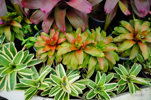 istock Green bromeliad plant in nature garden 824893296