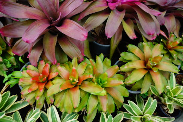 istock Green bromeliad plant in nature garden 824893340