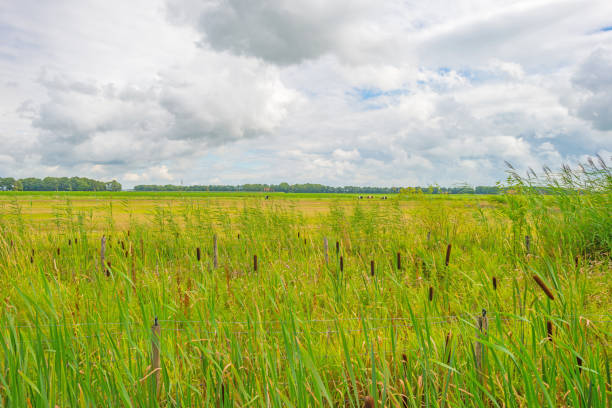 istock Reed along a field in sunlight in summer 824893682