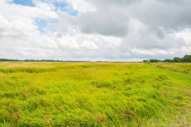 istock Reed along a field in sunlight in summer 824893708