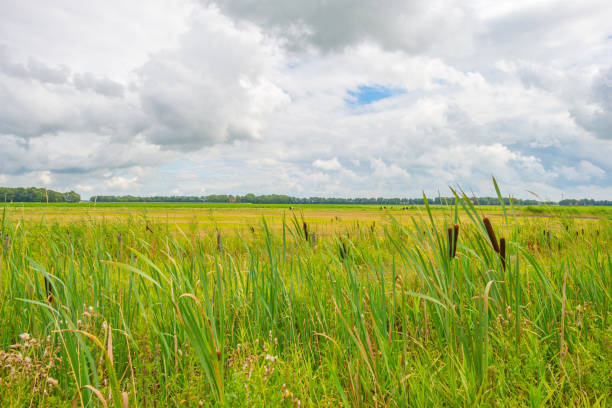 istock Reed along a field in sunlight in summer 824893754