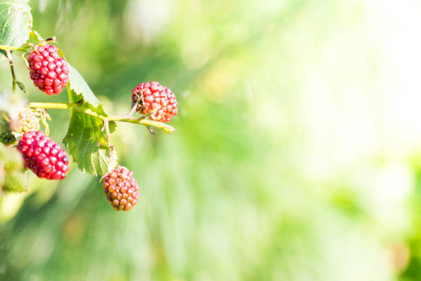Branch of red blackberries on green background with sunlight.