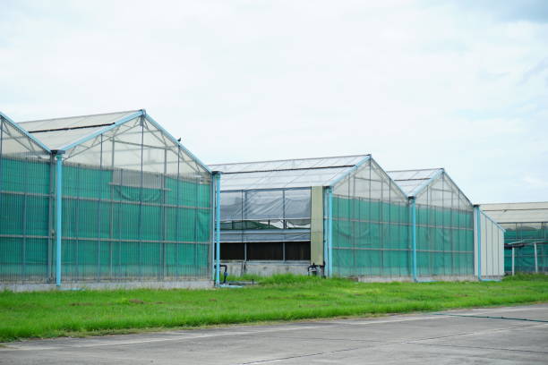 istock Background commercial greenhouse 824893828