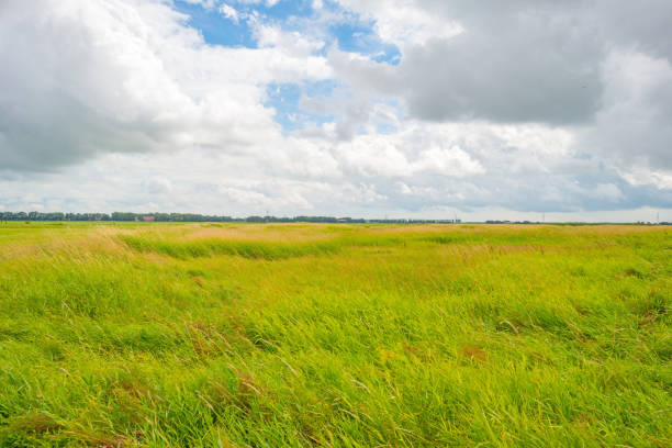 istock Field below a blue cloudy sky in summer 824894266