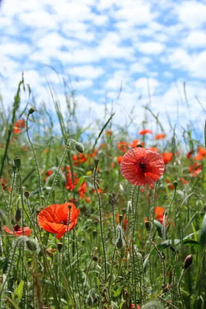 Corn poppy