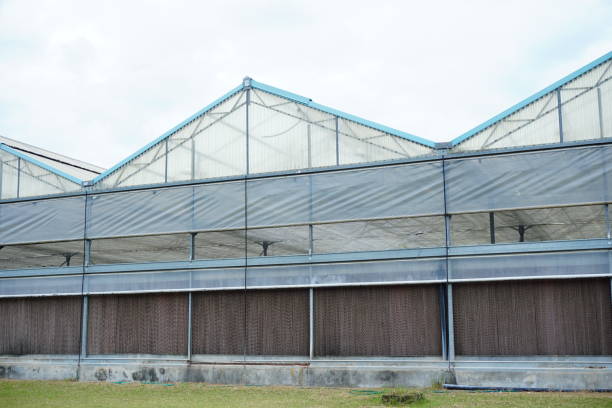 istock Background commercial greenhouse 824894522