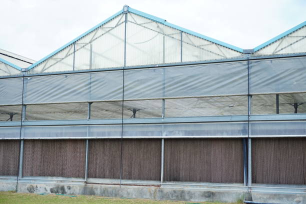 istock Background commercial greenhouse 824894728