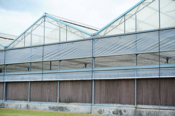 istock commercial greenhouse 824895550