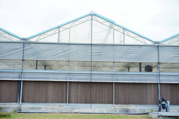 istock commercial greenhouse 824896702