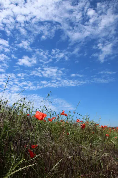 Corn poppy