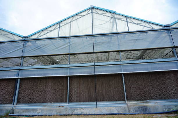 istock Background commercial greenhouse 824897228