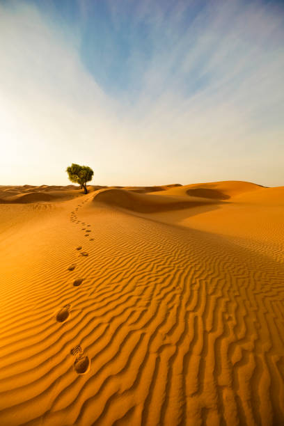 desert footprints footprints way out of the desert. lonely tree scenery. desert oasis stock pictures, royalty-free photos & images