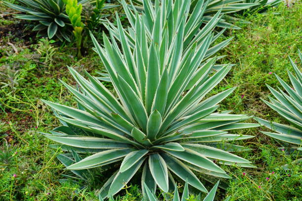 istock Succulent cactus in a garden 824900408