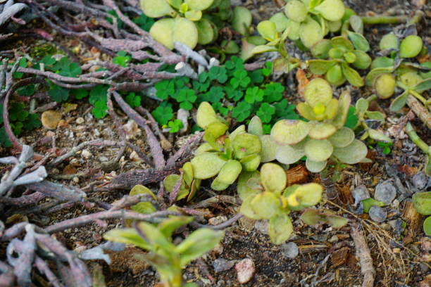 istock euphorbia platyclada 824900482
