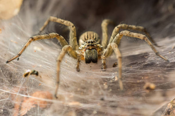 Funnel_Spider Funnel Spider Macro spider photos stock pictures, royalty-free photos & images
