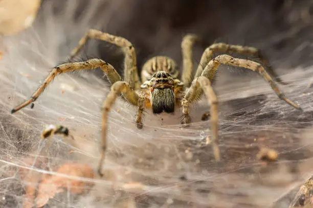 Photo of Funnel_Spider