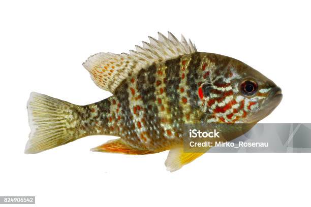 Fish Pumpkinseed Lepomis Gibbosus Sunfish Pond Perch Stock Photo - Download Image Now