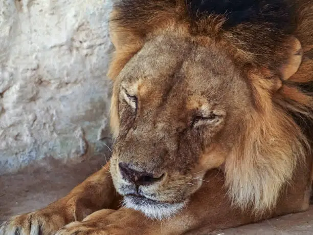 Photo of Close up view of the relaxed sleeping lion.