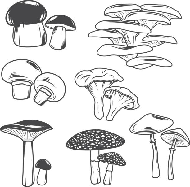 Mushrooms vector art illustration