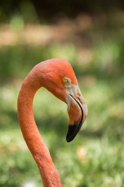 istock Chilean flamingo (Phoenicopterus chilensis) 824910642