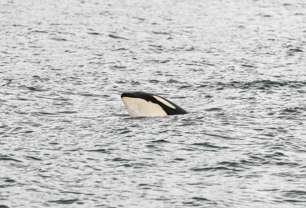 istock Orca looking out of the Sea 824914112