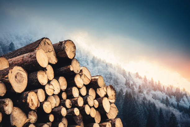 tronchi di legno con pineta sullo sfondo - lumber industry tree log tree trunk foto e immagini stock