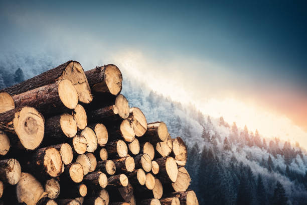 Wooden Logs With Pine Forest In The Background Winter landscape with wooden logs. woodpile stock pictures, royalty-free photos & images