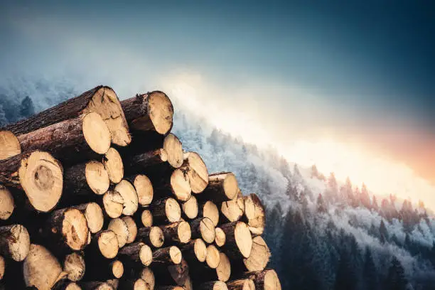 Photo of Wooden Logs With Pine Forest In The Background