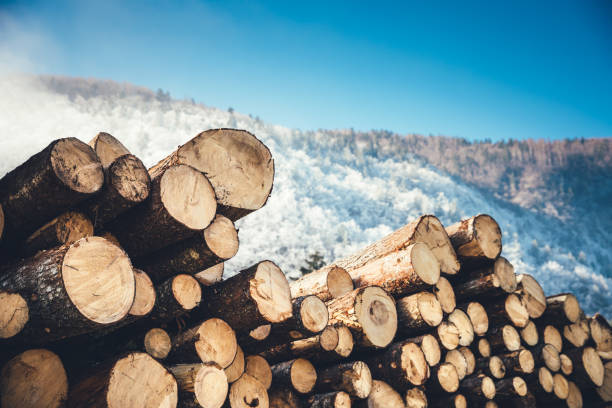 Winter landscape with wooden logs.