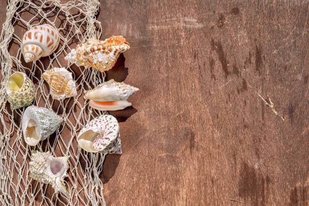 istock sea shells on a fishing net as a frame on a wooden table, top view with copy space for your text 824916878