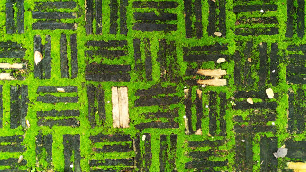 istock Texture of old brick with green moss 824920048