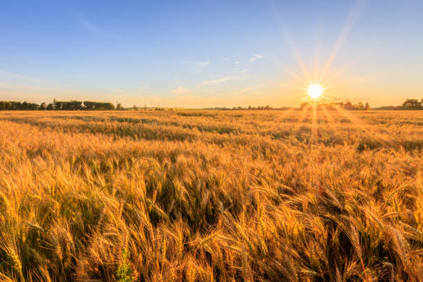 istock Sunset on the field with young rye. 824920650