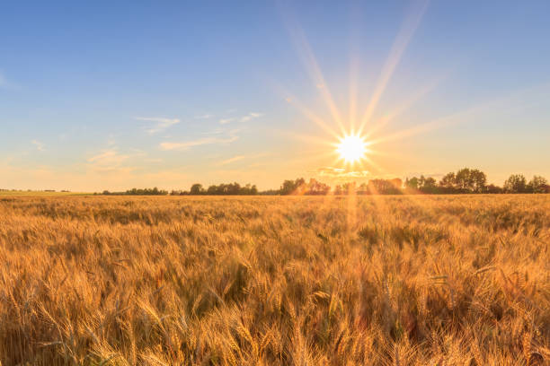 istock Sunset on the field with young rye. 824920652