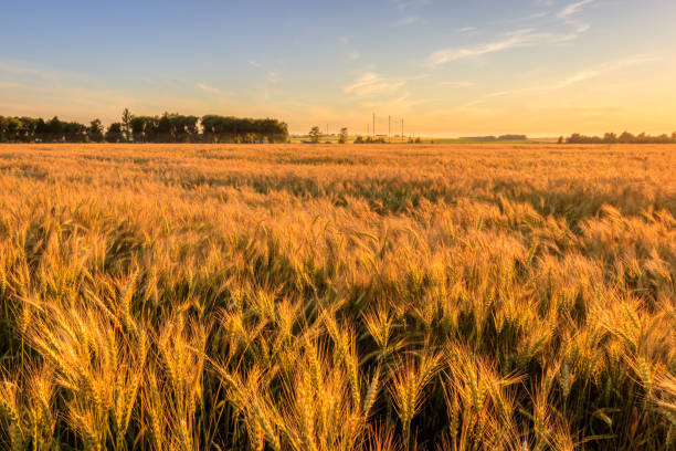 istock Sunset on the field with young rye. 824920658