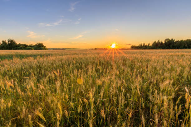 istock Sunset on the field with young rye. 824920678