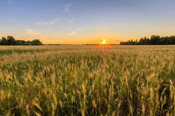 istock Sunset on the field with young rye. 824920690